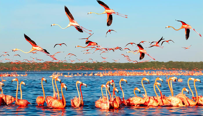 Flamingos en las coloradas