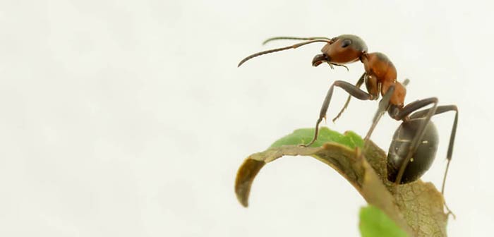 Las hormigas pueden vivir hasta 12 años
